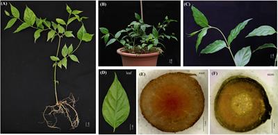 A mass spectrometry imaging approach on spatiotemporal distribution of multiple alkaloids in Gelsemium elegans